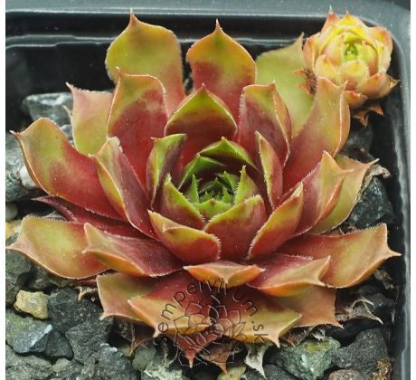 Sempervivum MAJONO