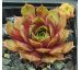 Sempervivum MAJONO