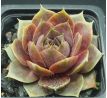 Sempervivum CYRHAM