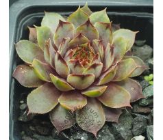 Sempervivum DAINTY LASS