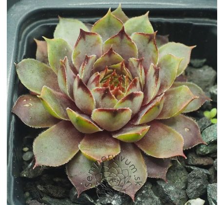 Sempervivum DAINTY LASS