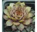 Sempervivum DAINTY LASS