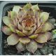 Sempervivum DAINTY LASS