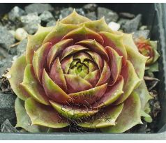 Sempervivum DAMPFNUDELBLUES