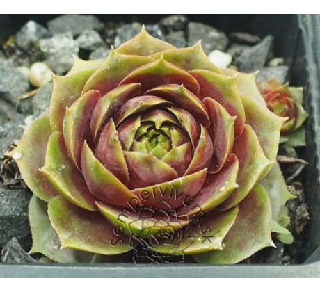 Sempervivum DAMPFNUDELBLUES
