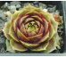 Sempervivum DAMPFNUDELBLUES