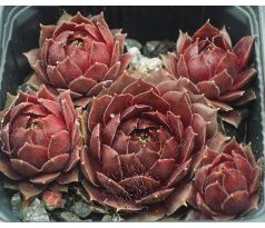 Sempervivum DARK POINT