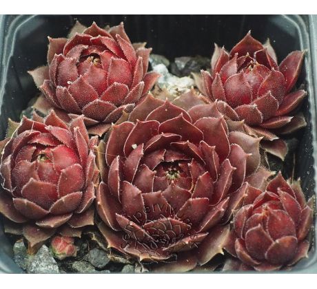 Sempervivum DARK POINT