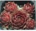Sempervivum DARK POINT