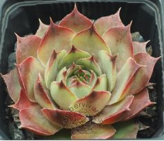 Sempervivum DAVITA