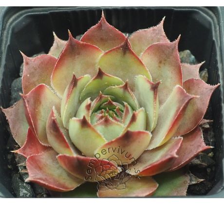 Sempervivum DAVITA