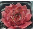 Sempervivum DE KARDIJK
