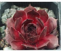 Sempervivum DECIUS