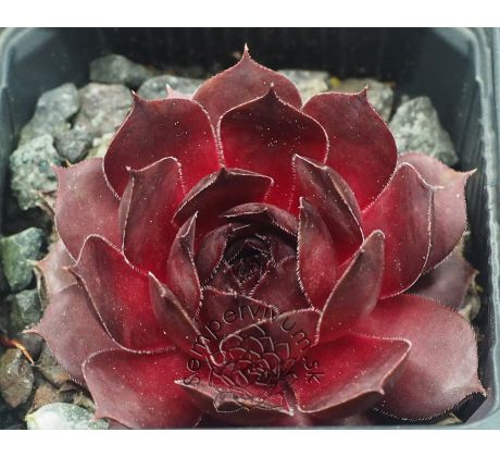 Sempervivum DECIUS