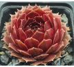 Sempervivum DEEP FIRE