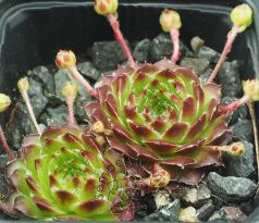Sempervivum DIMBORO