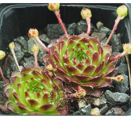 Sempervivum DIMBORO