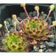 Sempervivum DIMBORO