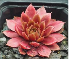 Sempervivum DONNERPÜPPCHEN