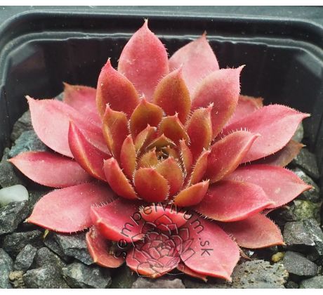 Sempervivum DONNERPÜPPCHEN
