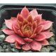 Sempervivum DONNERPÜPPCHEN