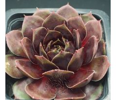 Sempervivum DONNERWETTER