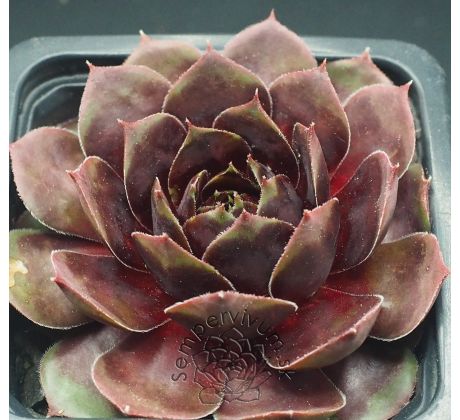 Sempervivum DONNERWETTER