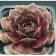 Sempervivum DONNERWETTER