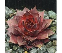 Sempervivum DORNRÖSCHEN
