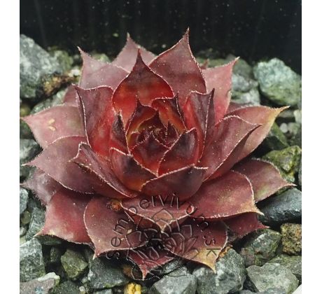Sempervivum DORNRÖSCHEN