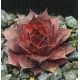 Sempervivum DORNRÖSCHEN