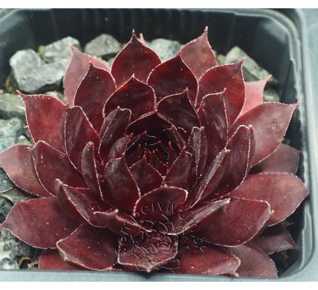 Sempervivum DRACHENBLUT