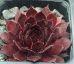 Sempervivum DRACHENBLUT