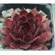 Sempervivum DRACHENBLUT