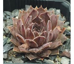 Sempervivum KELPONE