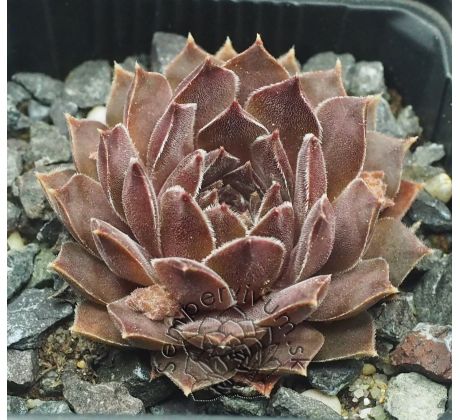 Sempervivum KELPONE