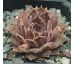 Sempervivum KELPONE