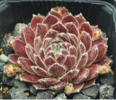 Sempervivum KRISTINA