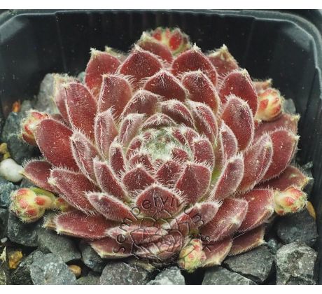 Sempervivum KRISTINA