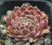 Sempervivum KRISTINA