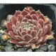 Sempervivum KRISTINA