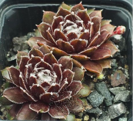 Sempervivum KAPPA