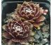 Sempervivum KAPPA