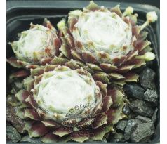 Sempervivum THOMAYERI