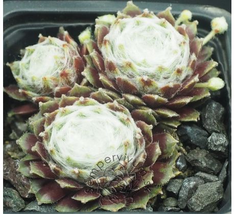 Sempervivum THOMAYERI