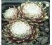 Sempervivum THOMAYERI
