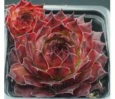 Sempervivum ROSTY