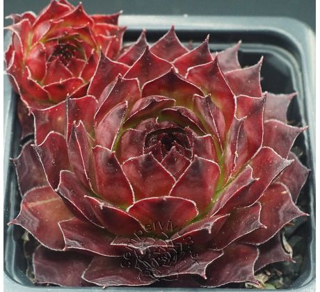 Sempervivum ROSTY