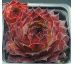 Sempervivum ROSTY
