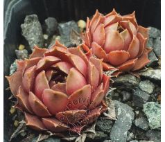 Sempervivum MAHAGONI